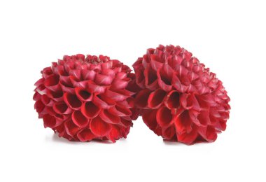 Beyaz arka planda güzel bir yıldız çiçeği