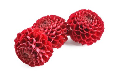 Beyaz arka planda güzel bir yıldız çiçeği