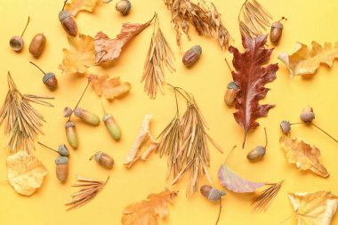 Renkli arka planda meşe palamudu ve kuru meşe yapraklarıyla sonbahar kompozisyonu, yakın plan