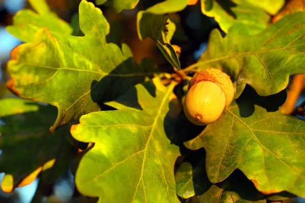 Rama Roble Con Bellota Hojas Parque Otoño Día Soleado Primer — Foto de Stock