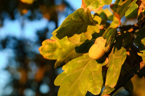 Oak Branch Acorn Leaves Sunny Autumn Day Closeup — Stock Photo, Image