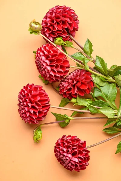 Dahlia Flowers Color Background Closeup — Stock Photo, Image