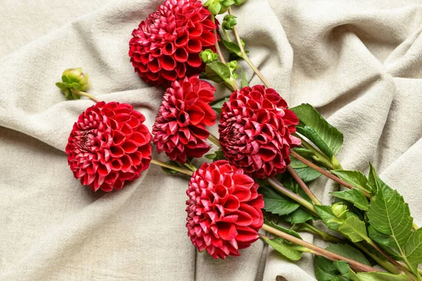 Beautiful Dahlia Flowers Fabric Background Closeup — Stock Photo, Image
