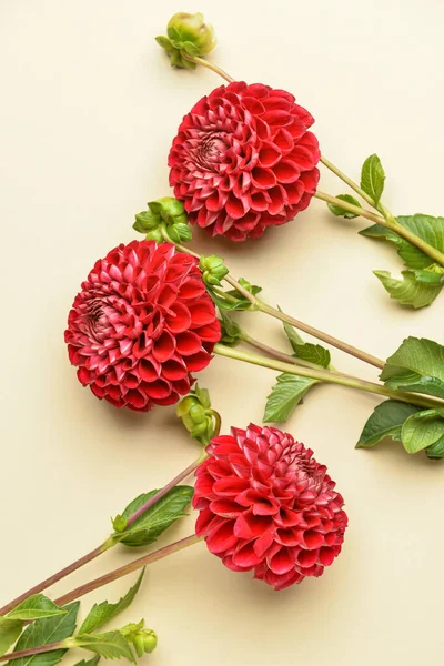 Beautiful Dahlia Flowers Color Background Closeup — Stock Photo, Image