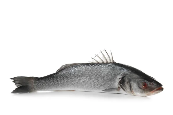 Fresh Uncooked Sea Bass Fish White Background — Stock Photo, Image