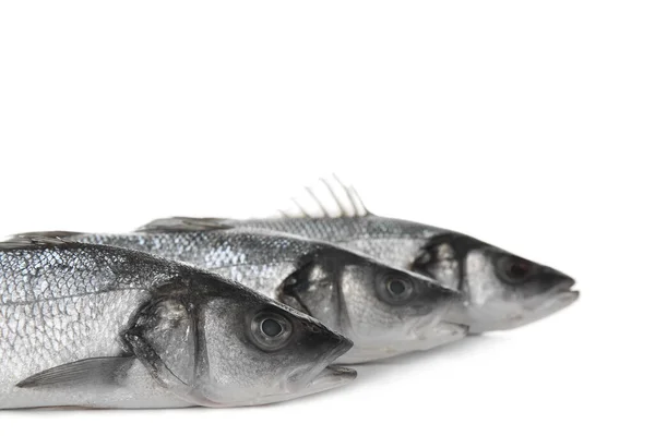 Fresh Uncooked Sea Bass Fish White Background Closeup — Stock Photo, Image