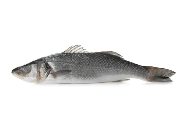 Fresh Uncooked Sea Bass Fish White Background — Stock Photo, Image