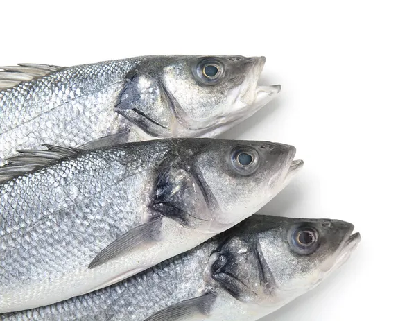 Fresh Uncooked Sea Bass Fish White Background Closeup — Stock Photo, Image