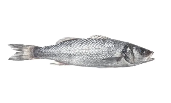 Fresh Uncooked Sea Bass Fish White Background — Stock Photo, Image