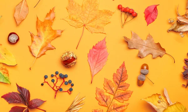 Hermosa Decoración Del Bosque Otoño Sobre Fondo Color Primer Plano — Foto de Stock