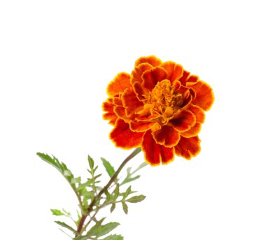 Beyaz arka planda çiçek açan kadife çiçeği, yakın plan