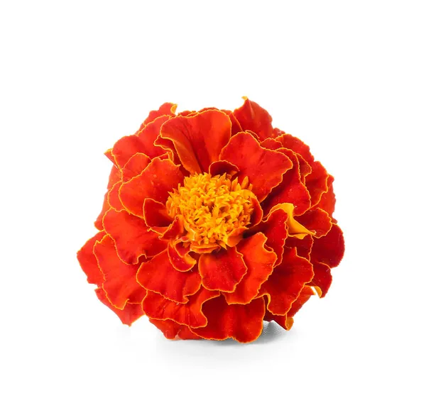 Single Marigold Flower Isolated White Background — Stock Photo, Image