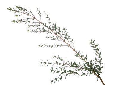 Beyaz arkaplanda yeşil okaliptüs dalları