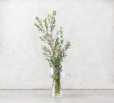 Işık zemininde yeşil okaliptüs dalları olan vazo