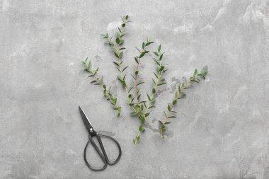 Tarz sahibi makas ve gri arkaplanda yeşil okaliptüs dalları