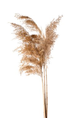 Dry common reeds on white background clipart
