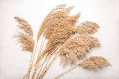 Açık arkaplanda güzel kuru sazlıklar