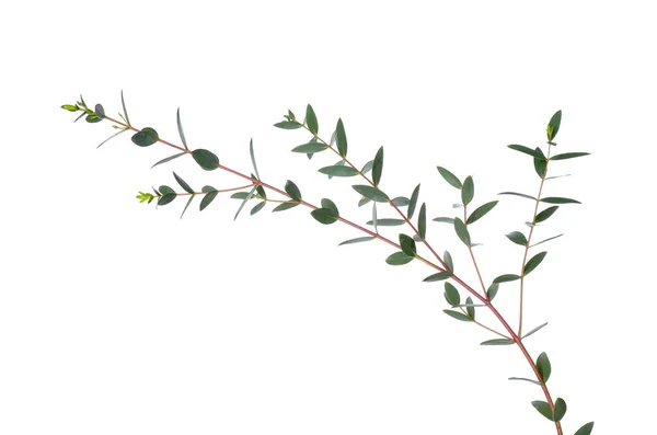 Green Eucalyptus Branches White Background — Stock Photo, Image