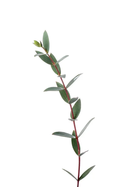 Green Eucalyptus Branch White Background — Stock Photo, Image