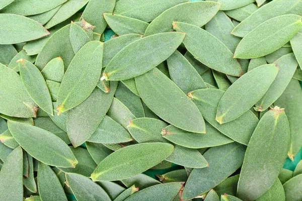 Fresh Eucalyptus Leaves Background — Stock Photo, Image