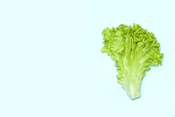 Leaf Fresh Lettuce Blue Background — Stock Photo, Image