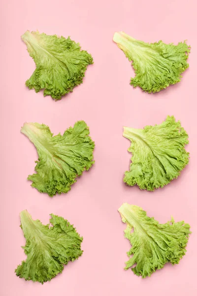 Many Leaves Fresh Lettuce Pink Background — Stock Photo, Image