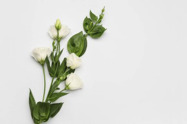 Beyaz arka planda izole edilmiş güzel östoma çiçekleri, yakın plan