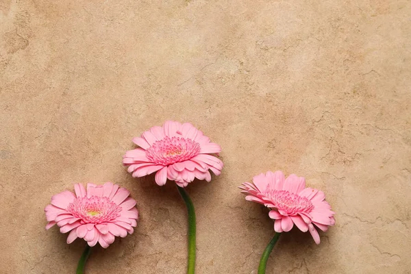 Tres Hermosas Flores Gerberas Sobre Fondo Color Primer Plano — Foto de Stock
