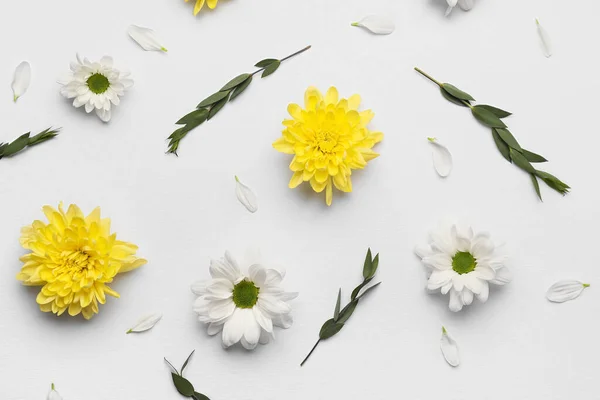Beautiful Chrysanthemum Flowers Isolated White Background — Stock Photo, Image