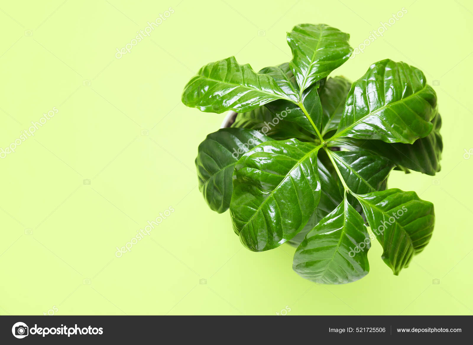 Beautiful Coffee Tree Color Background Stock Photo by ©serezniy 521725506