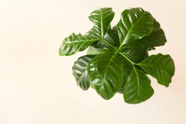 Açık ahşap zemin üzerinde güzel bir kahve ağacı