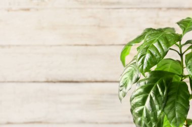 Beyaz ahşap zemin üzerinde güzel bir kahve ağacı, yakın plan.