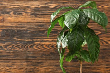 Ahşap zemin üzerinde güzel bir kahve ağacı