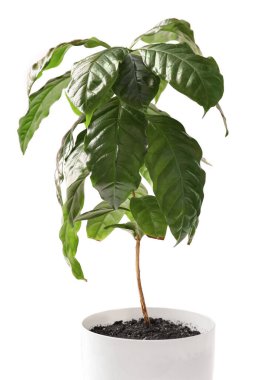 Açık arkaplanda güzel bir kahve ağacı