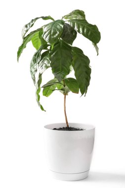 Açık arkaplanda güzel bir kahve ağacı