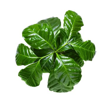 Beyaz arka planda güzel bir kahve ağacı