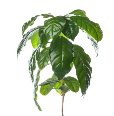 Beyaz arka planda güzel bir kahve ağacı