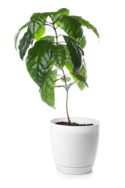 Beyaz arka planda güzel bir kahve ağacı