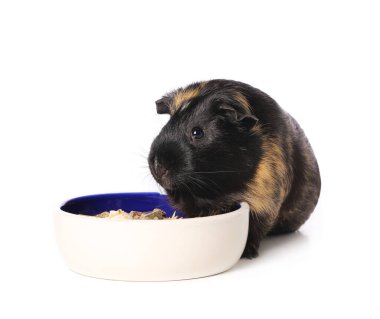 Beyaz arka planda yiyeceği olan sevimli bir kobay.