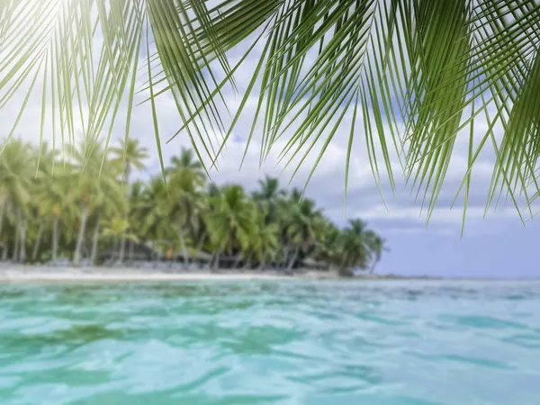 Fresh Palm Leaves Tropical Resort — Stock Photo, Image
