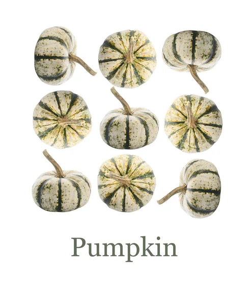 Fresh Pumpkins White Background — Stock Photo, Image