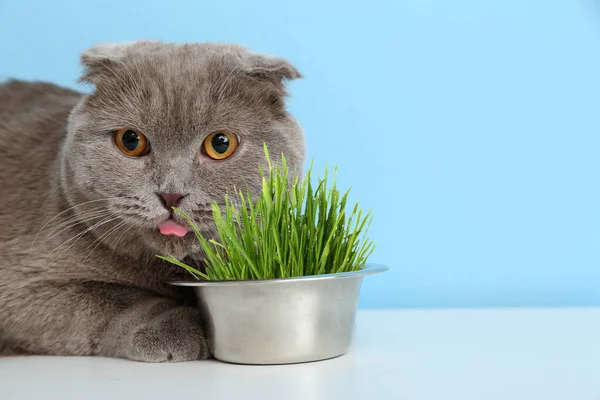 Cute Cat Bowl Green Grass Color Background — Stock Photo, Image