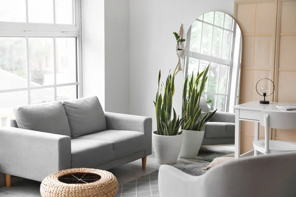 现代客厅内饰有时尚的镜子 室内植物和沙发 — 图库照片