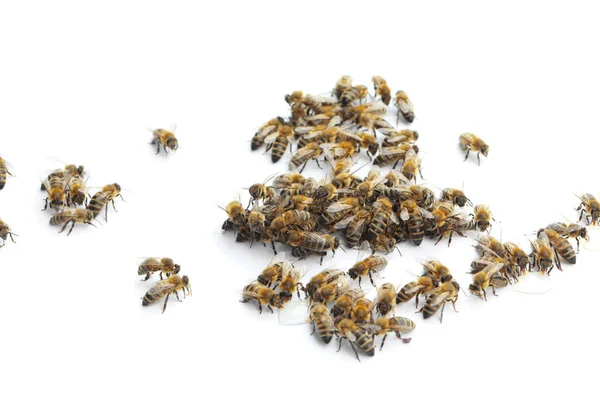 Honigbienen Auf Weißem Hintergrund — Stockfoto