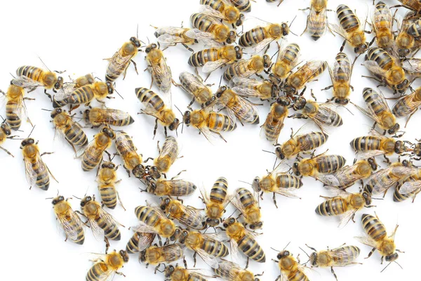 Mézelő Méhek Fehér Háttér — Stock Fotó