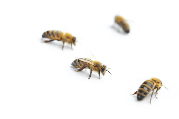 Μέλισσες Λευκό Φόντο — Φωτογραφία Αρχείου