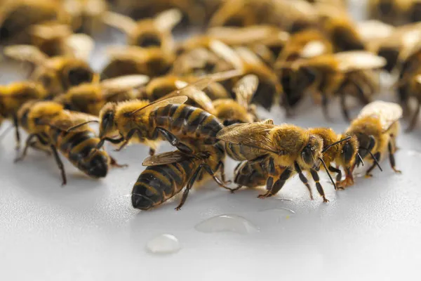 Honey Bees White Background — Stock Photo, Image