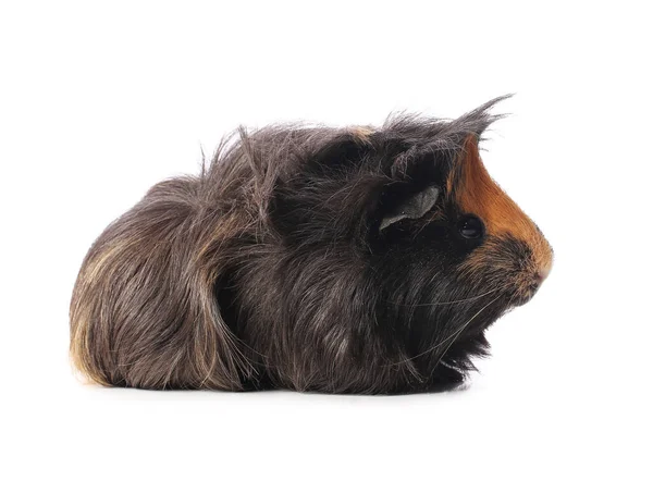 Schattig Cavia Witte Achtergrond — Stockfoto