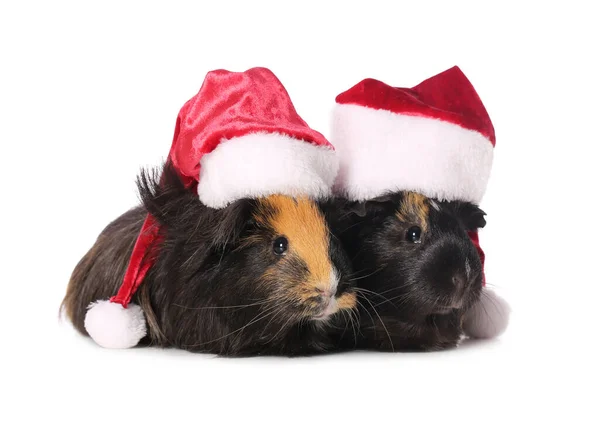 Cute Guinea Pigs Santa Hat White Background — Stock Photo, Image