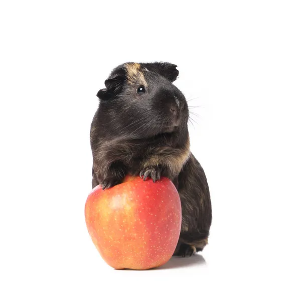 可愛いですモルモットとリンゴの白い背景 — ストック写真